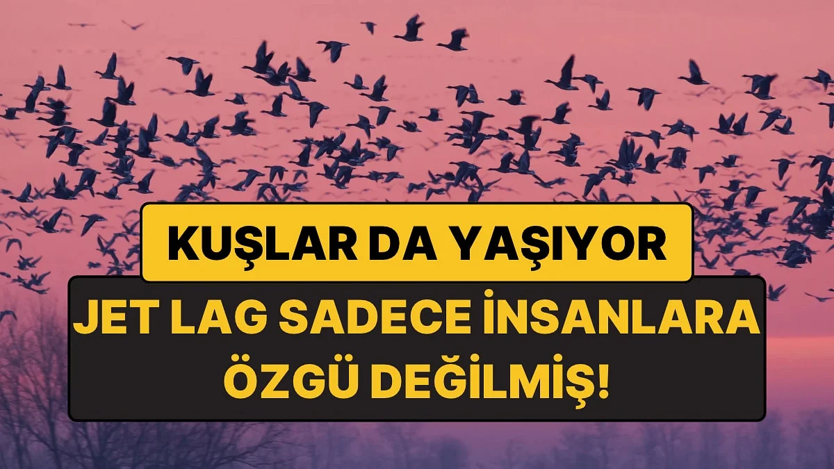 Kuşlar da Jet Lag Oluyor: Uzun Uçuşlar Kuşların İç Saatini Bozuyor