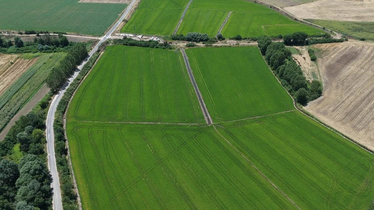Edirne'de çeltik bereketi: Rekolte beklentisi 400 bin tonu aştı
