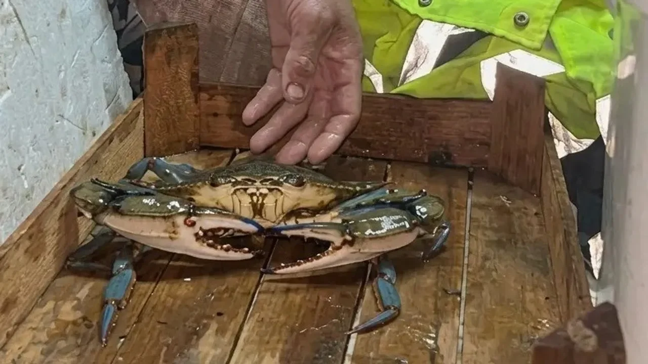 Sinop'ta mavi sürpriz: Balıkçının ağından çıktı!