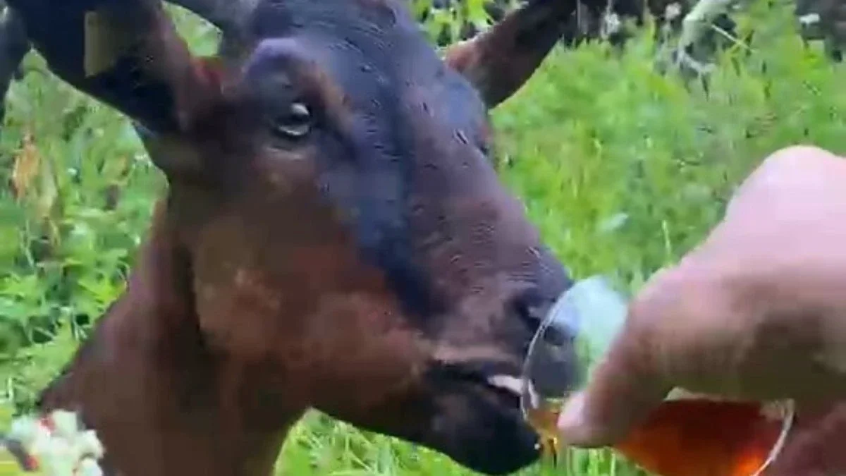 Rize'de bardaktan çay içen keçi ilgi odağı oldu