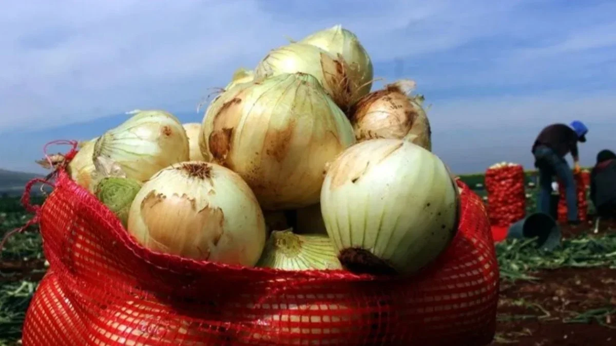 Kuru soğanda uygulanan gümrük vergisi yüzde 5 oldu
