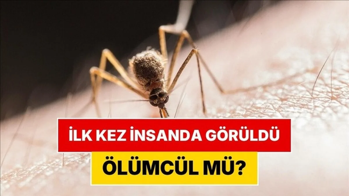 Shamonda Virüsü Nedir, Ölümcül mü? Shamonda Belirtileri Neler?