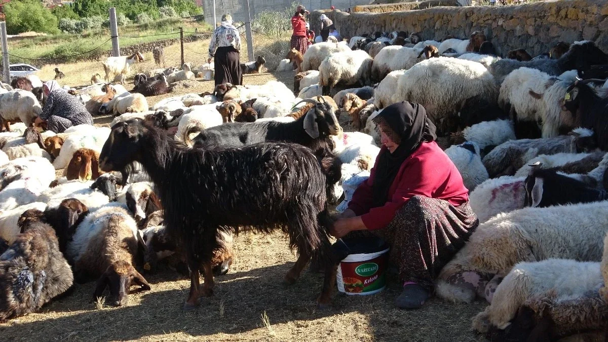 Bitlis Nemrut'un eteklerinde sürülerin yolculuğu