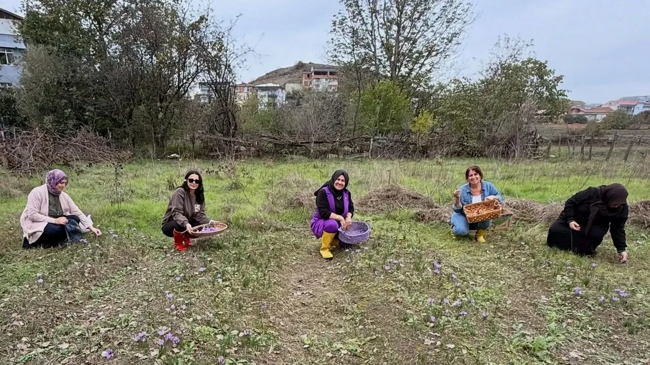 Sinop'ta altın değerinde hasat!